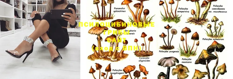 omg как зайти  Жуковка  Галлюциногенные грибы MAGIC MUSHROOMS 